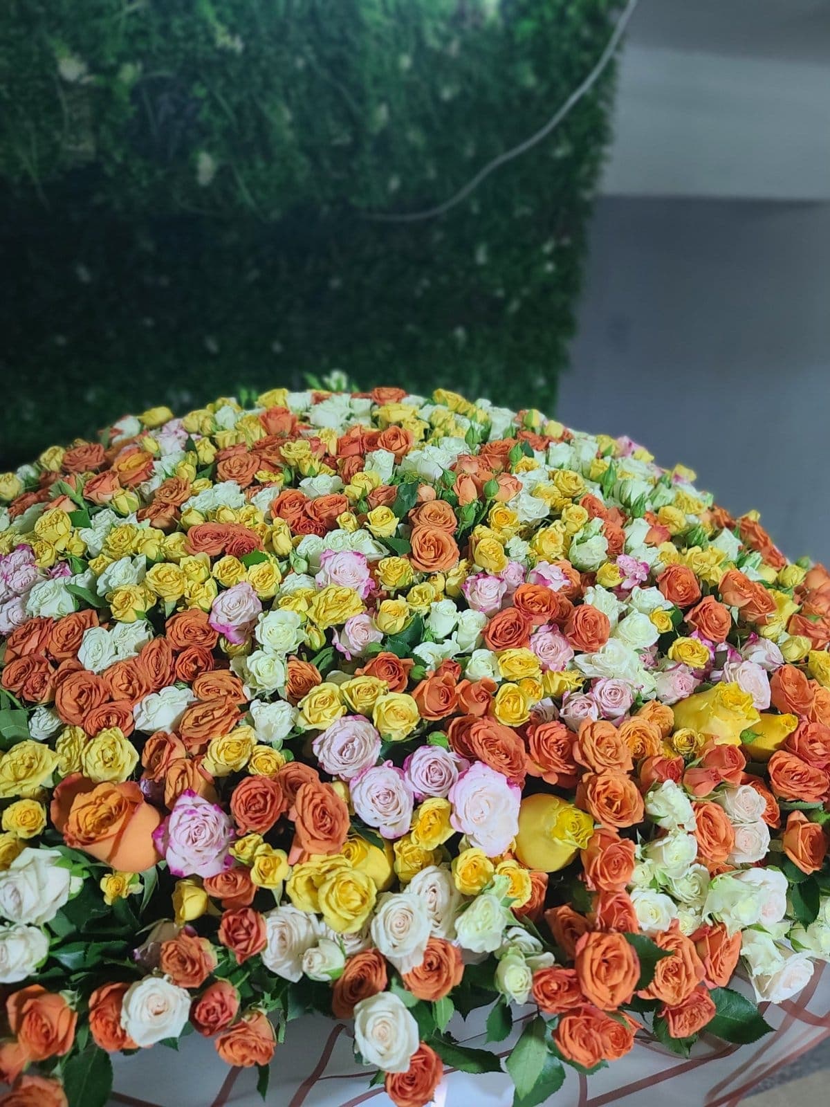 Baby roses